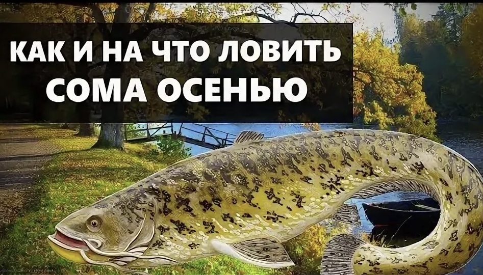 Осенний гигант: Искусство ловли трофейного сома в золотую пору