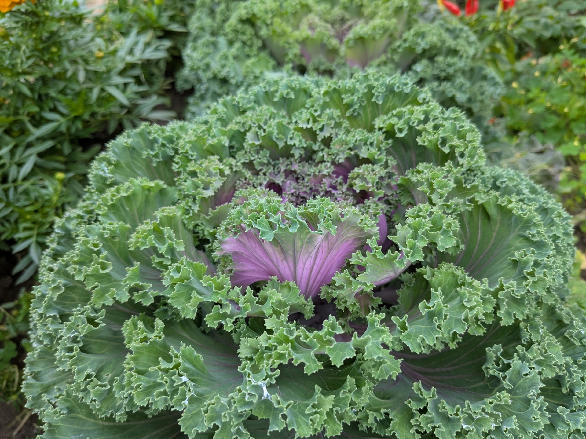 Нагойя красная "зацветает"