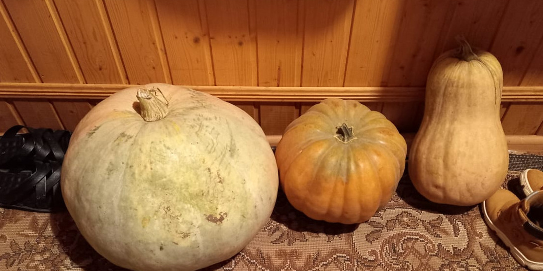 Храню свежую тыкву до 7 месяцев в квартире. 3 проверенных способа без специального оборудования