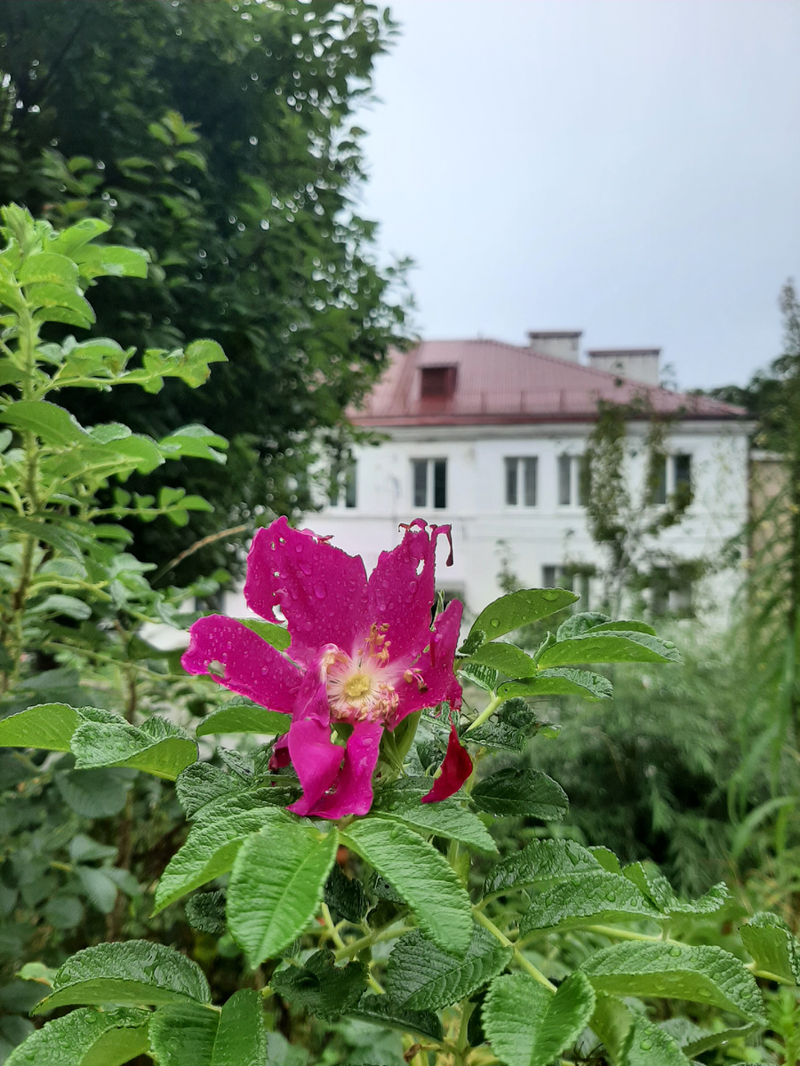Преображение, где-то в центре посёлка. После дождя 