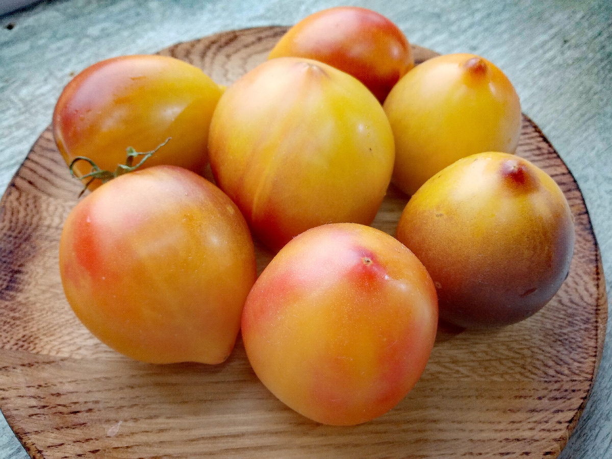 Фото автора от 12.08.2025г. Групповой портрет плодов томата Сержант Пеппер биколор.