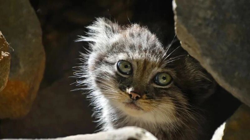    Фото: Breaking The Walls/Shutterstock/Fotodom