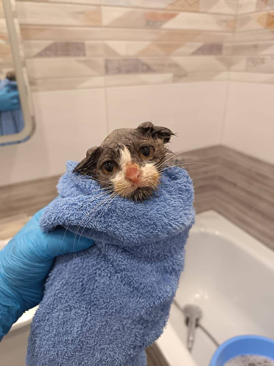 Сушили Чучу досуха. Фото из архива автора