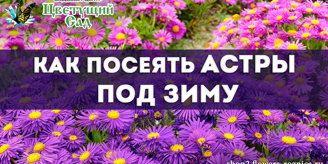 Как посеять астры под зиму