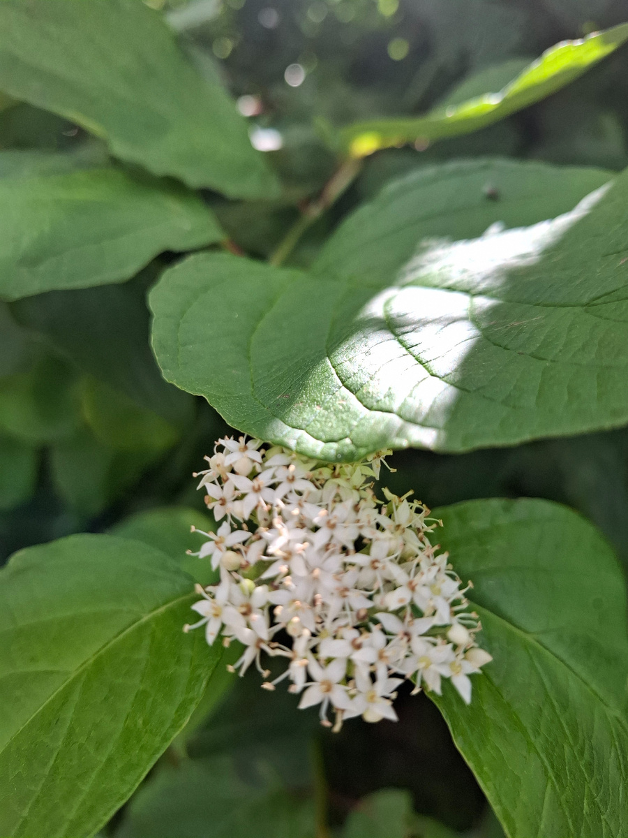 Лето нараёне 💚