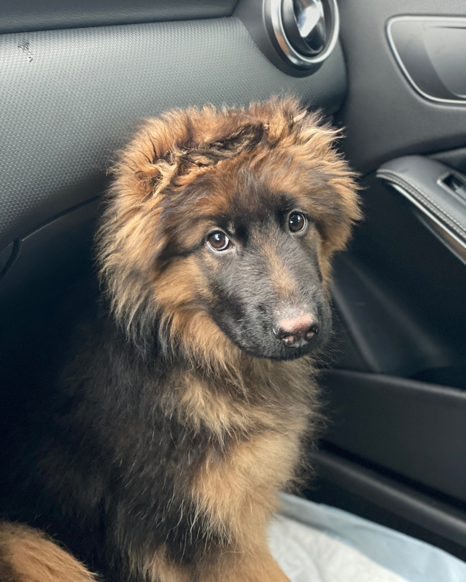 Архивное фото. Немецкая овчарка Локи (3.5 месяца) едет на первую тренировку в СДЦ