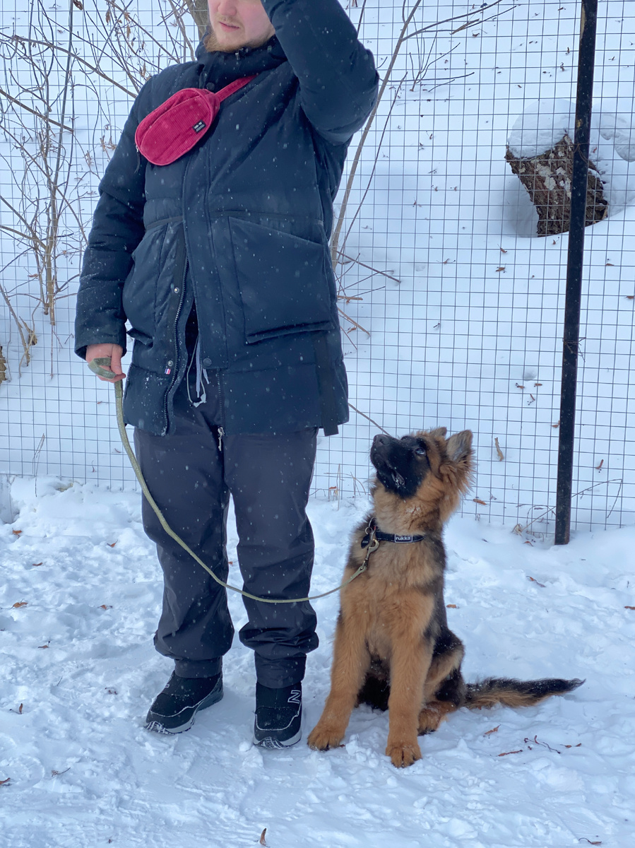 Архивное фото. Локи на занятии в СДЦ держит внимание на владельце