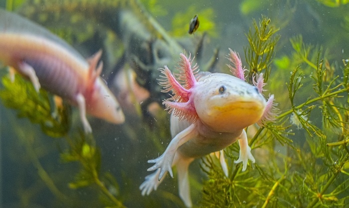    Генетики учатся отращивать новые руки и ноги