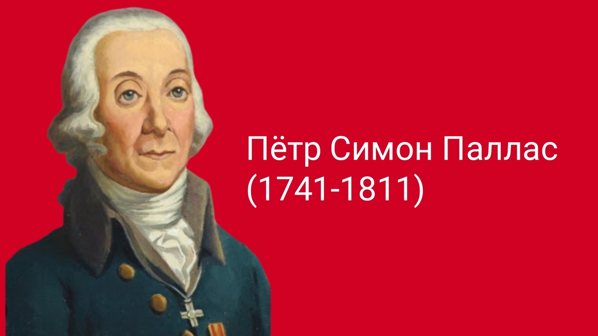 Знакомьтесь! Петр Симон Паллас - академик на службе у российской короны. По заданию императрицы совершил несколько экспедиций, проехал Сибирь и путешествовал по югу тогдашней Российской империи. Результатом его экспедиций являются многотомные описания самой поездки, а также несколько атласов, где описаны (иногда впервые) растения, птицы, животные. 