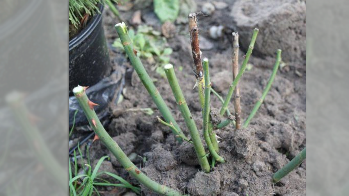 Источник фото: https://kasheloff.ru/photos/roziy-na-urale-posadka-i-uxod/62