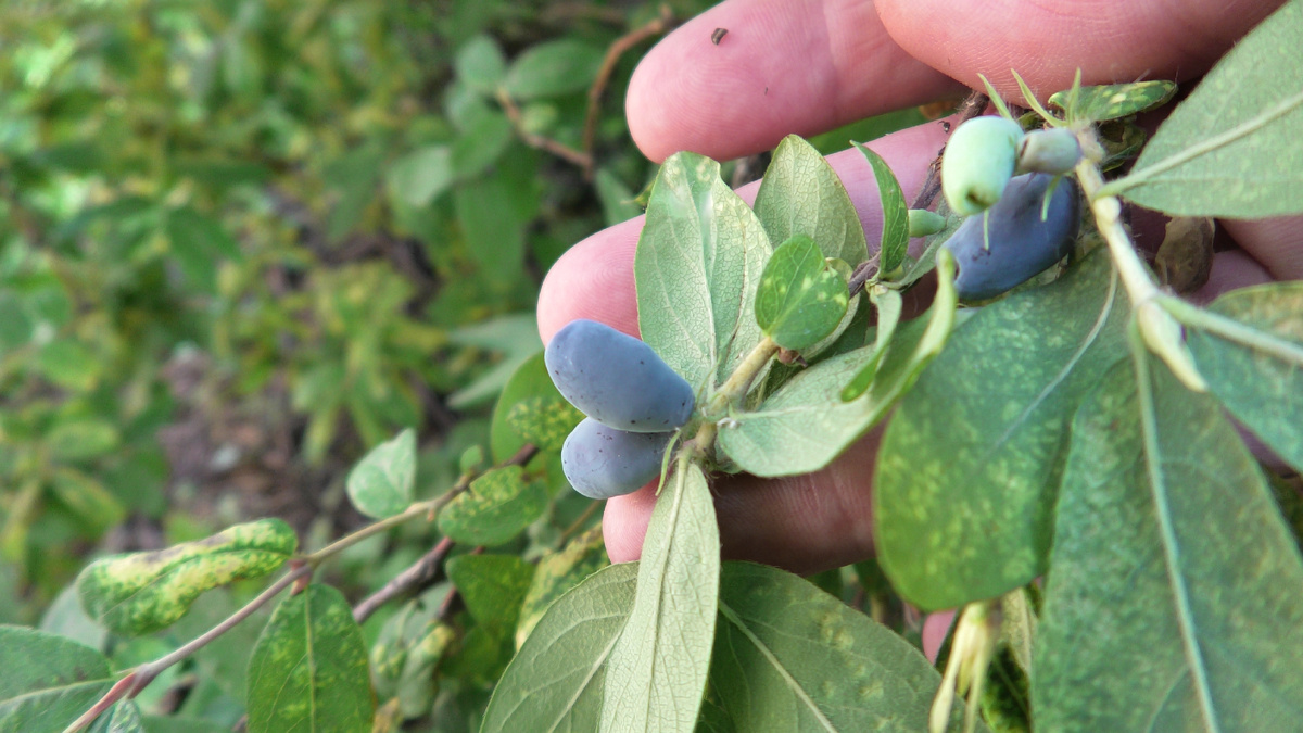 Жимолость съедобная. Фото автора канала Дом с кипарисами