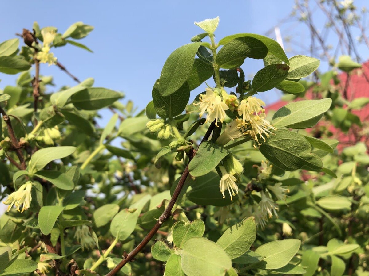 Жимолость съедобная цветет. Фото автора канала Дом с кипарисами