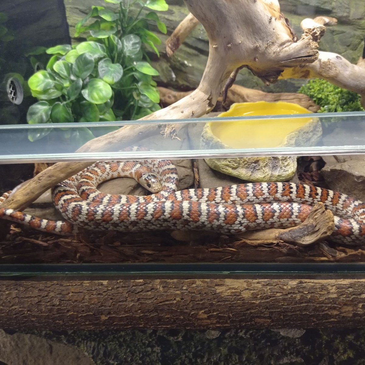 Змея в экзотариуме парка "Лога"