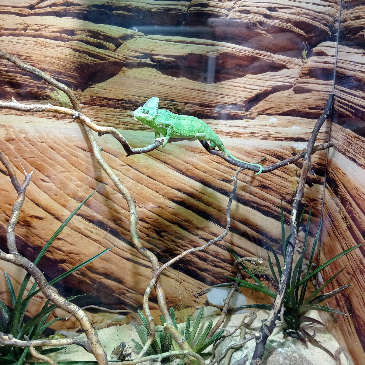 Хамелеон в экзотариуме парка "Лога"