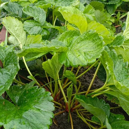   Подготовка клубники к зиме Наталья Андросенкова