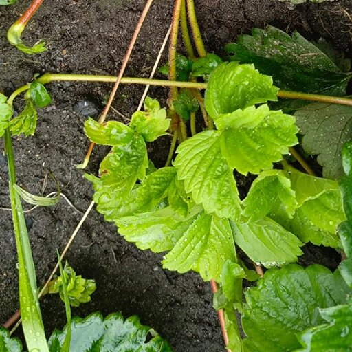   Поздние усы клубники убираем Наталья Андросенкова