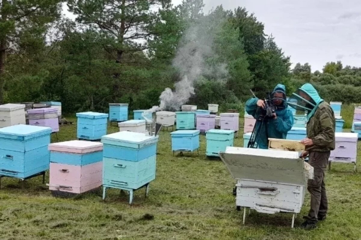    В Пензенской области ветерану СВО помогли восстановить пасеку