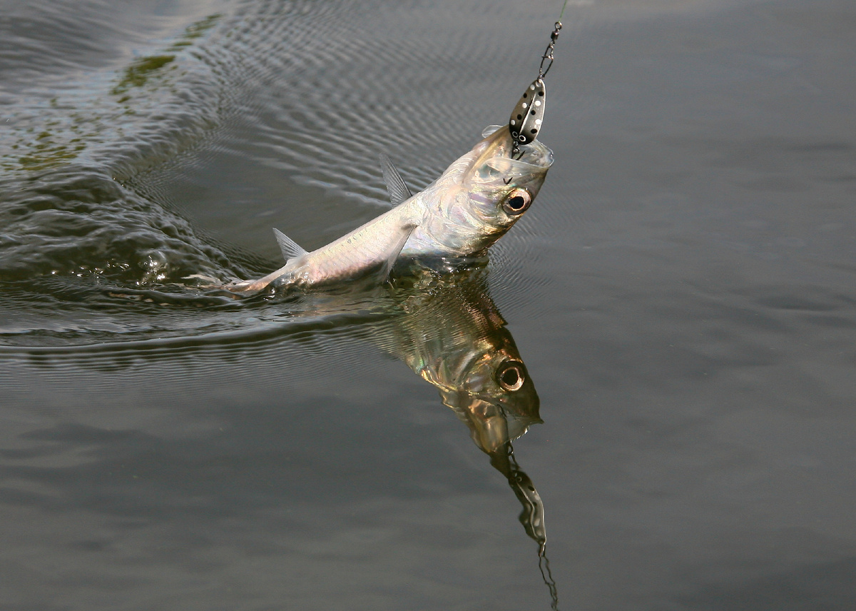 Серебристого цвета приманки хорошо работают по чистой воде.
