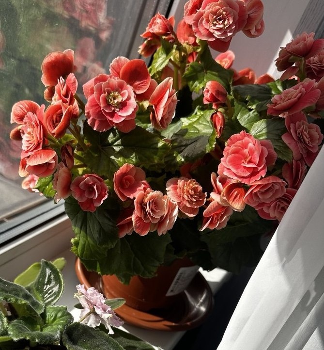 Бегония Баркос 