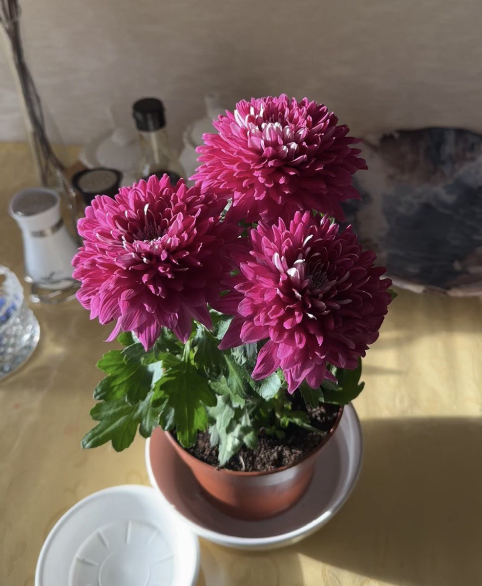 Хризантема горшечная