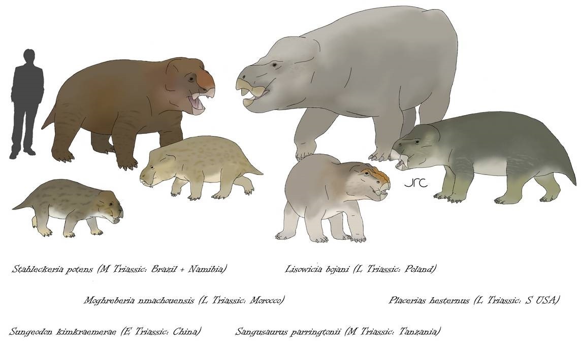 Представители семейства шталеккериид из раннего, среднего и позднего триаса.