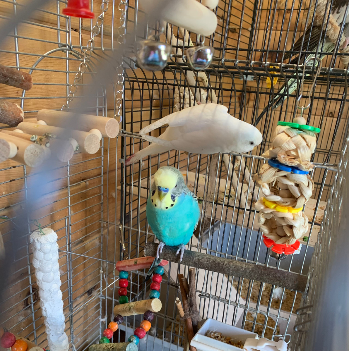 Волнистики😊