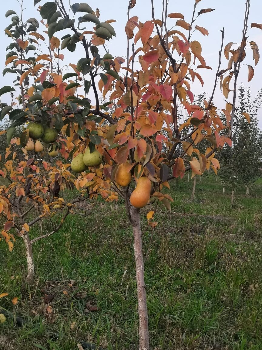 Двухсортовой саженец груши на ВА-29: Талгарская красавица + Ноябрьская Молдовы. Первое плодоношение.