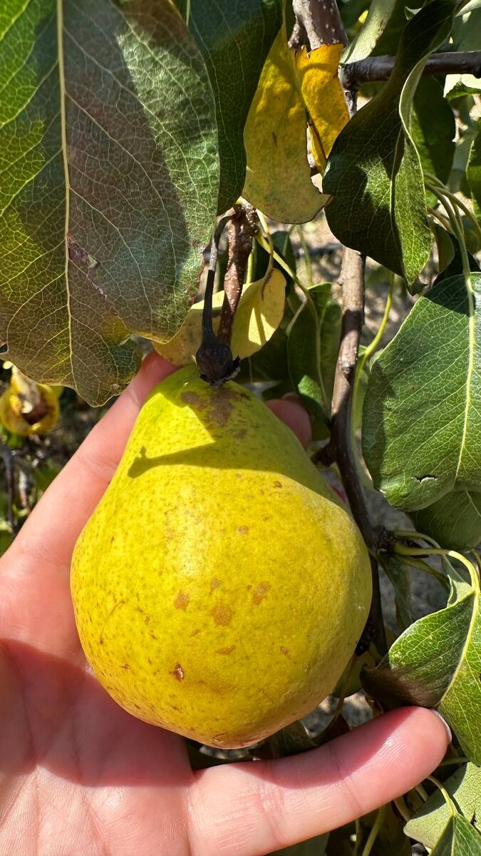 Так приятно сорвать с дерева свою грушу и отведать ее сочную мякоть!