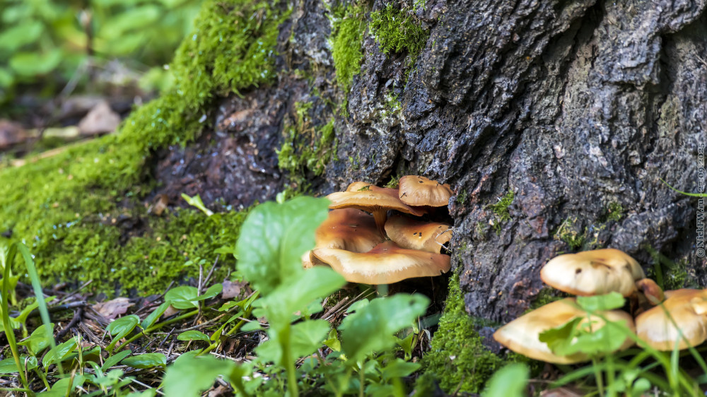 Грибочки... © NickFW.ru — 27.08.2025г.