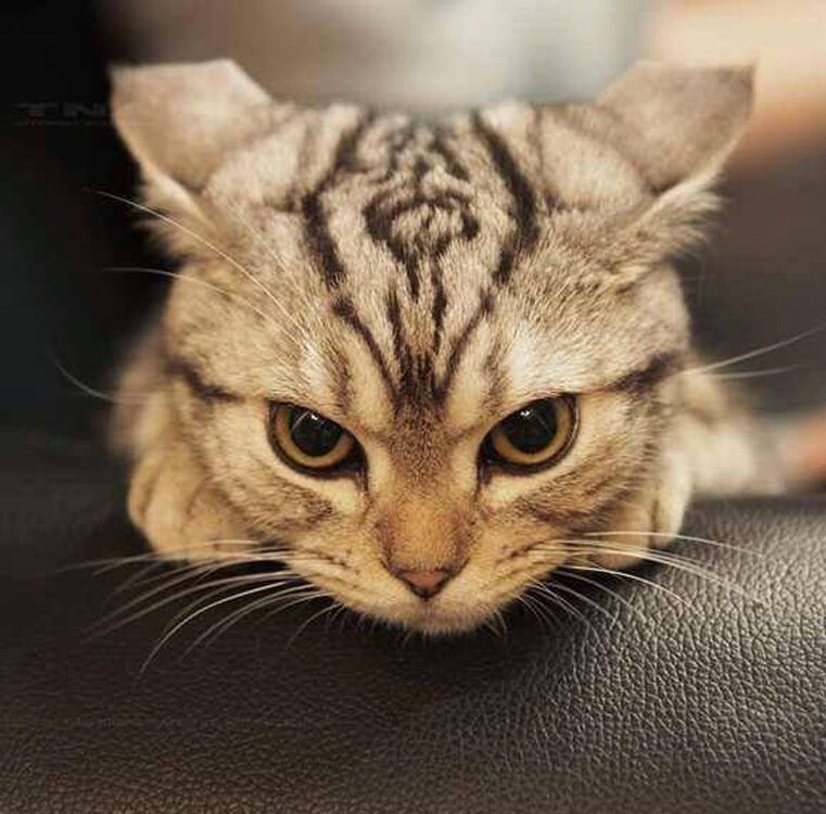 Фото из Интернета.