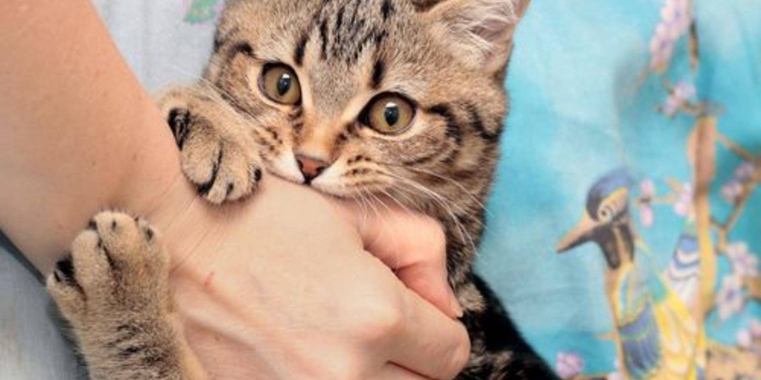 Почему кошка начала мурлыкает, а потом резко кусает