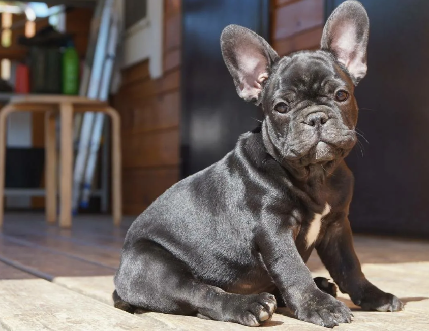 Французский бульдог — не умеет плавать из-за массивной головы и коротких лап.