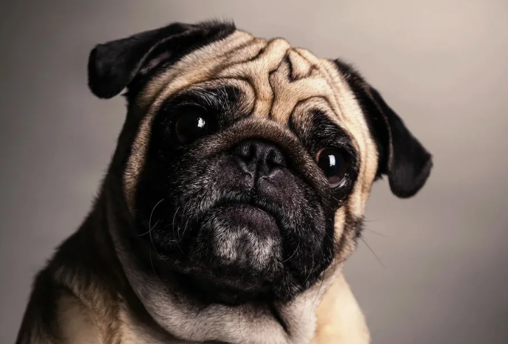 Мопс — в древнем Китае мопсов держали как «живые обереги» в храмах.