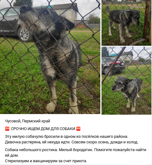 Никто не торопится забирать бородатика с улицы домой