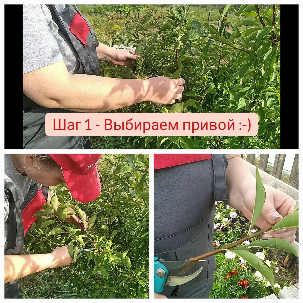 Выбираем привой