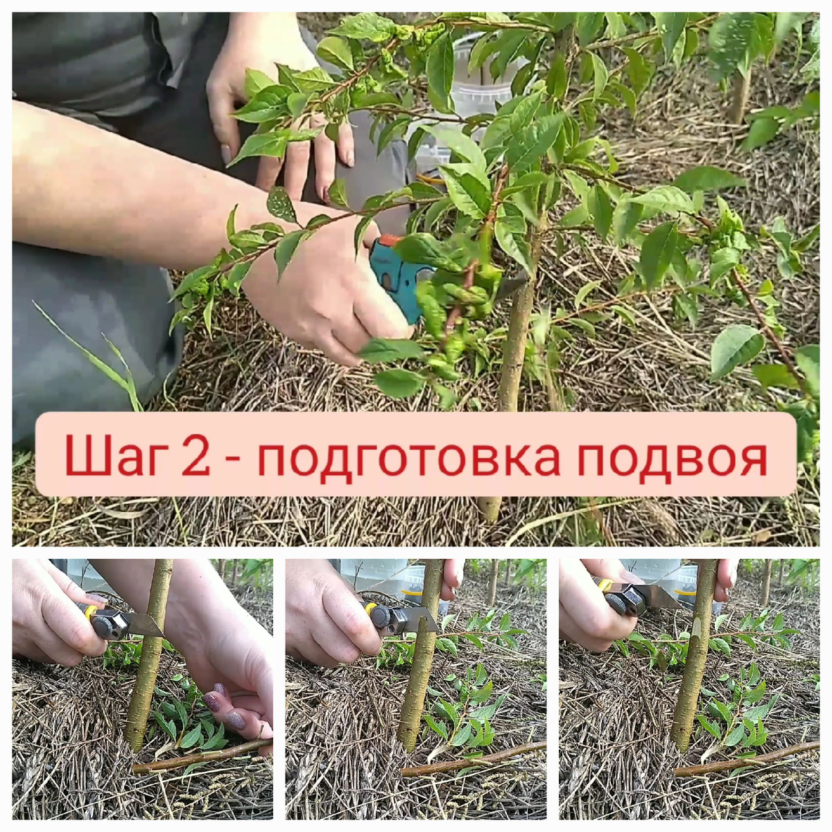 подготовка подвоя