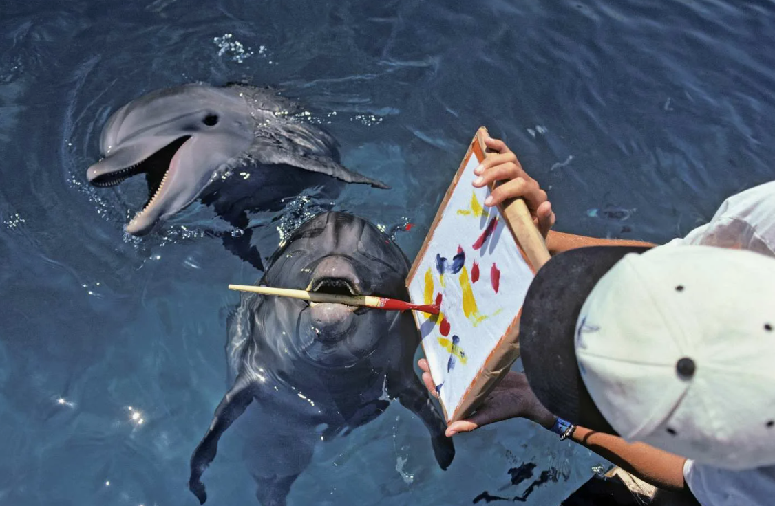 Дельфины — у каждого дельфина есть «имя»: уникальный свист, которым он представляется и откликается на зов.