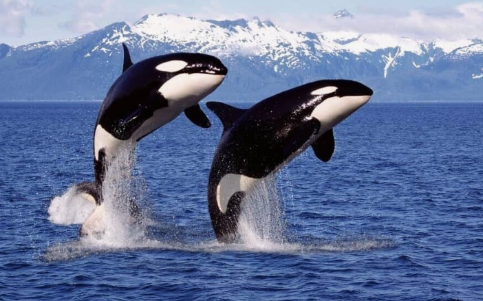 Косатки — обучают молодёжь охоте, бросая рыбу на мелководье и показывая, как её ловить.