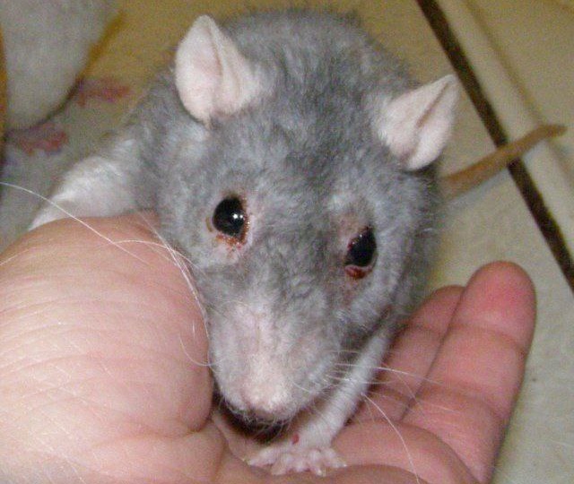 Владелец не отправил фото крыски, но пост дополню этими фотографиями из интернета