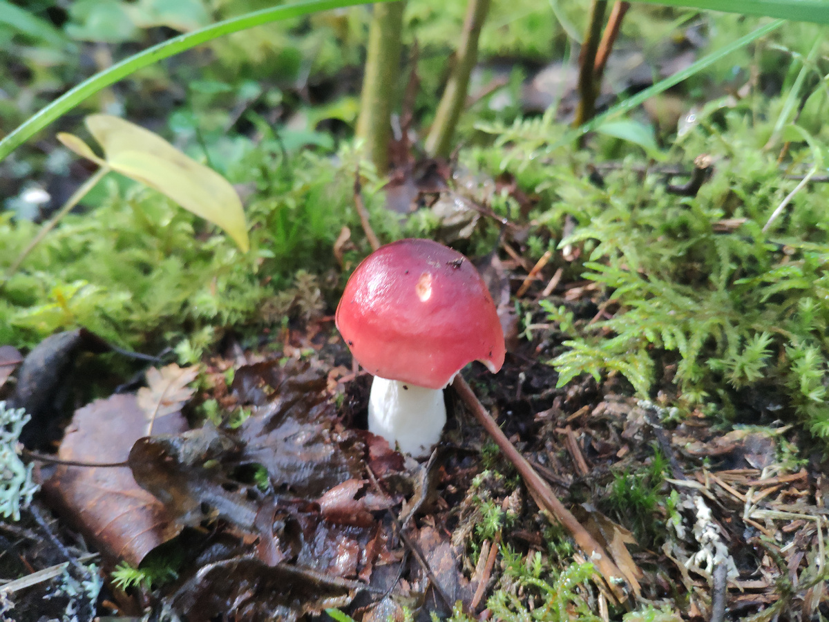 Фото автора. Сыроежка.