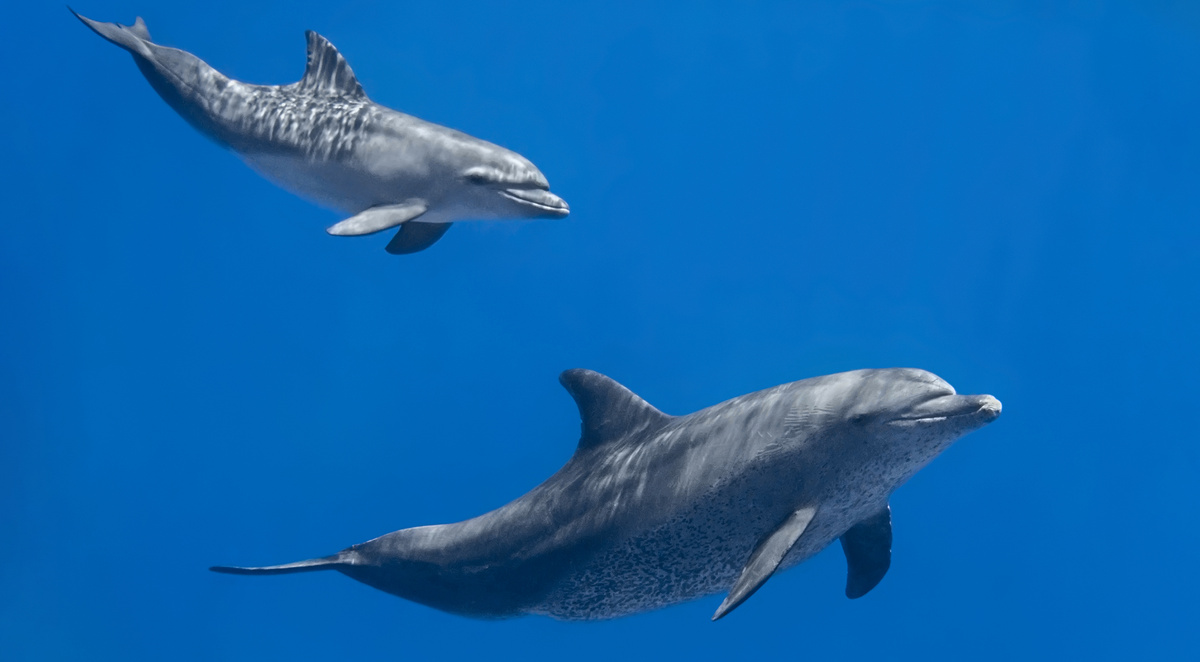     Фото: vkilikov/Shutterstock/FOTODOM Прыжки помогают найти других дельфинов, еду или избежать опасности, например, акул или косаток