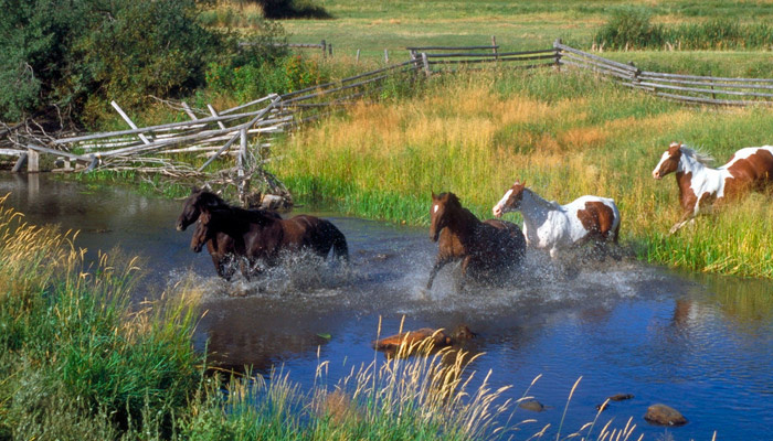 31 августа отмечается Фролов день, или Фрол и Лавр Лошадники. В этот день лошади отдыхали от работы. Фото: pxhere.com