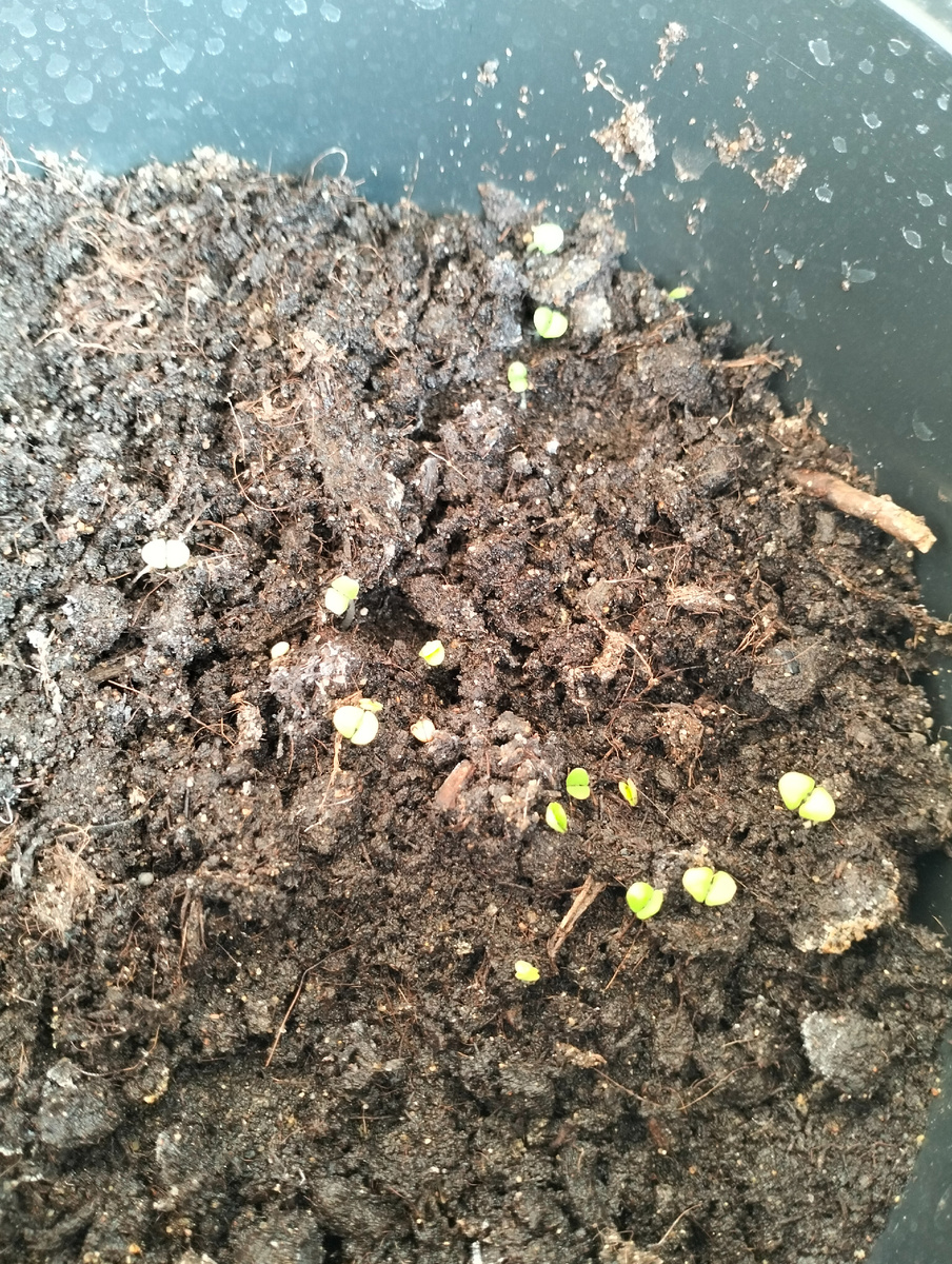 Пророс базилик 