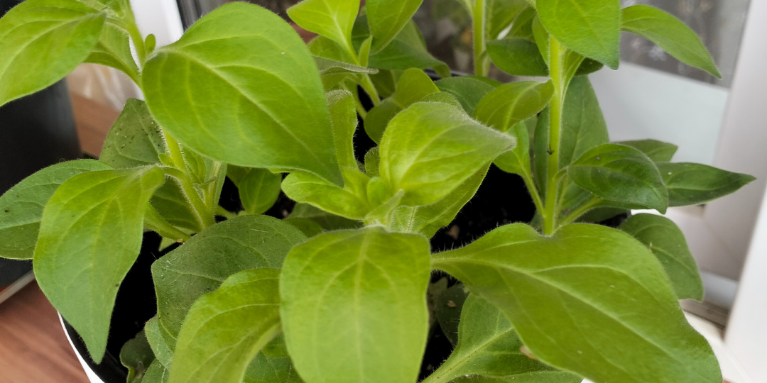 Дела огородные