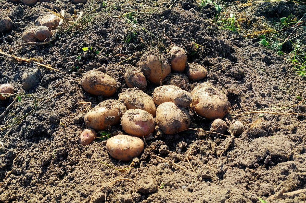 Копать картофель в этом году - одно удовольствие 
