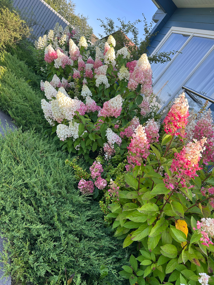 Линейная посадка из метельчатых гортензий