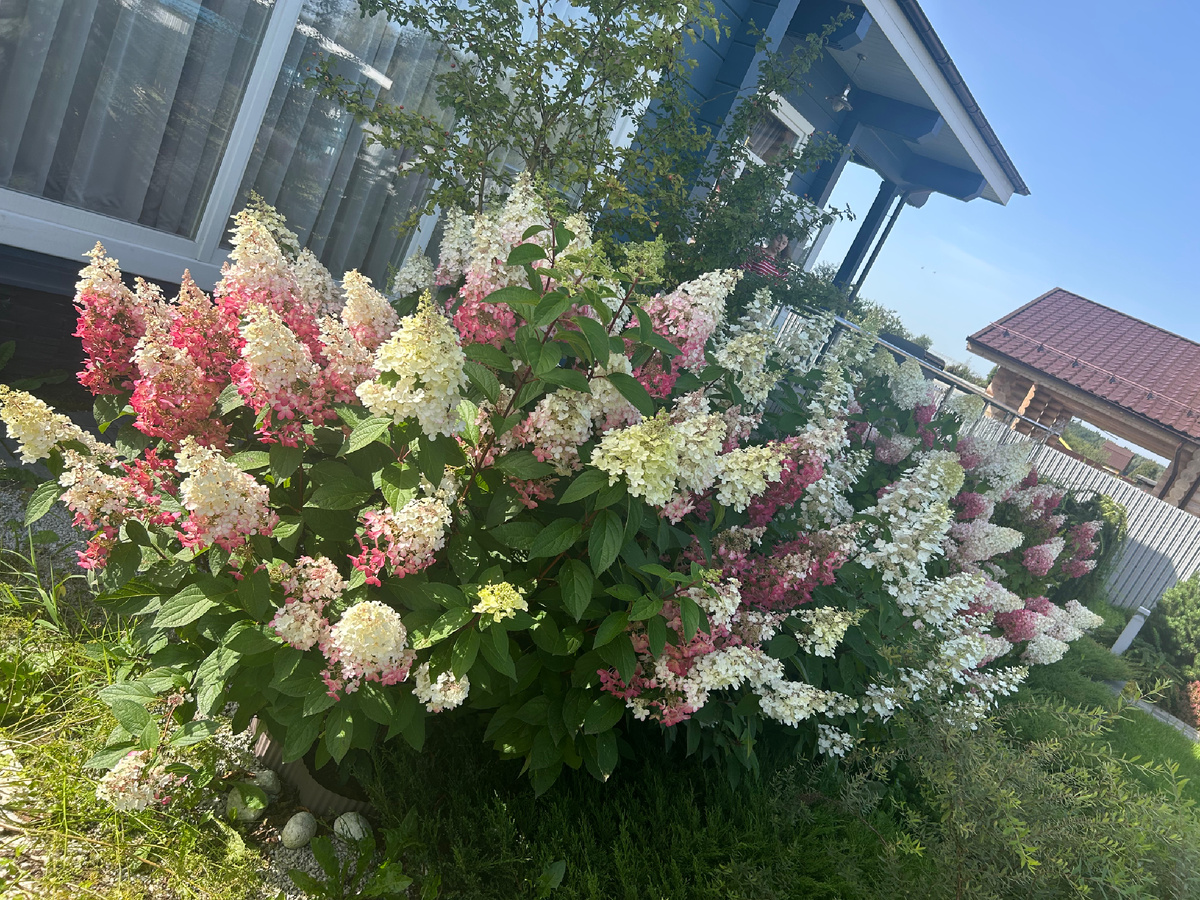 Замыкающий «Пинки винки» на 30 августа 2025