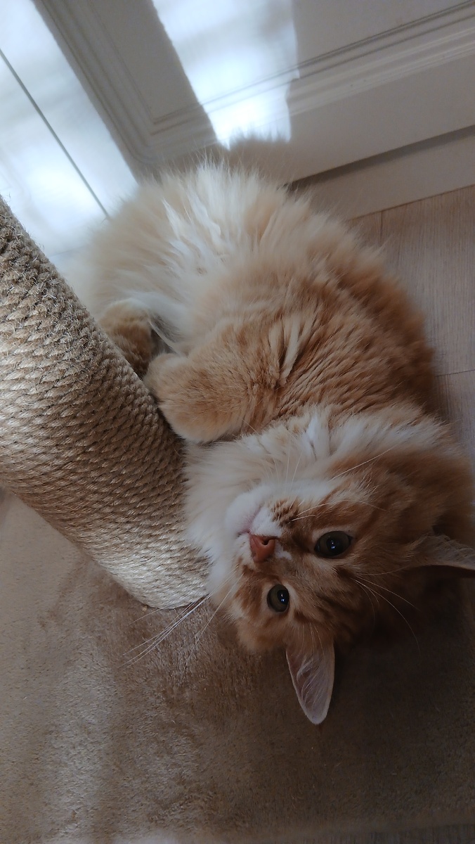 Лисё в игривом настроении. Столбик от когтеточки тоже новый -- это ли не радость!