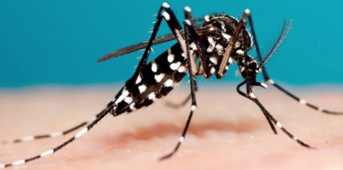    Комар Aedes aegypti, который разносит вирус чикунгунья. Источник изображения: Live Science