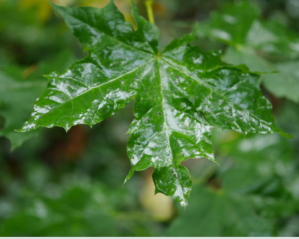 Истинная мучнистая роса - оидиум. Фото автора